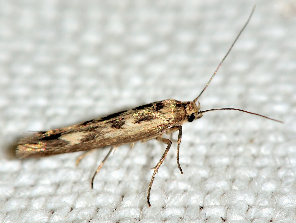 Nuovi Microlepidotteri del 2012 - Scythris limbella